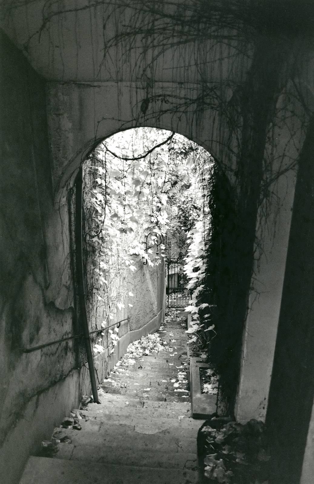 Photo of a Paris arch covered in vines, by Jeff Kraft