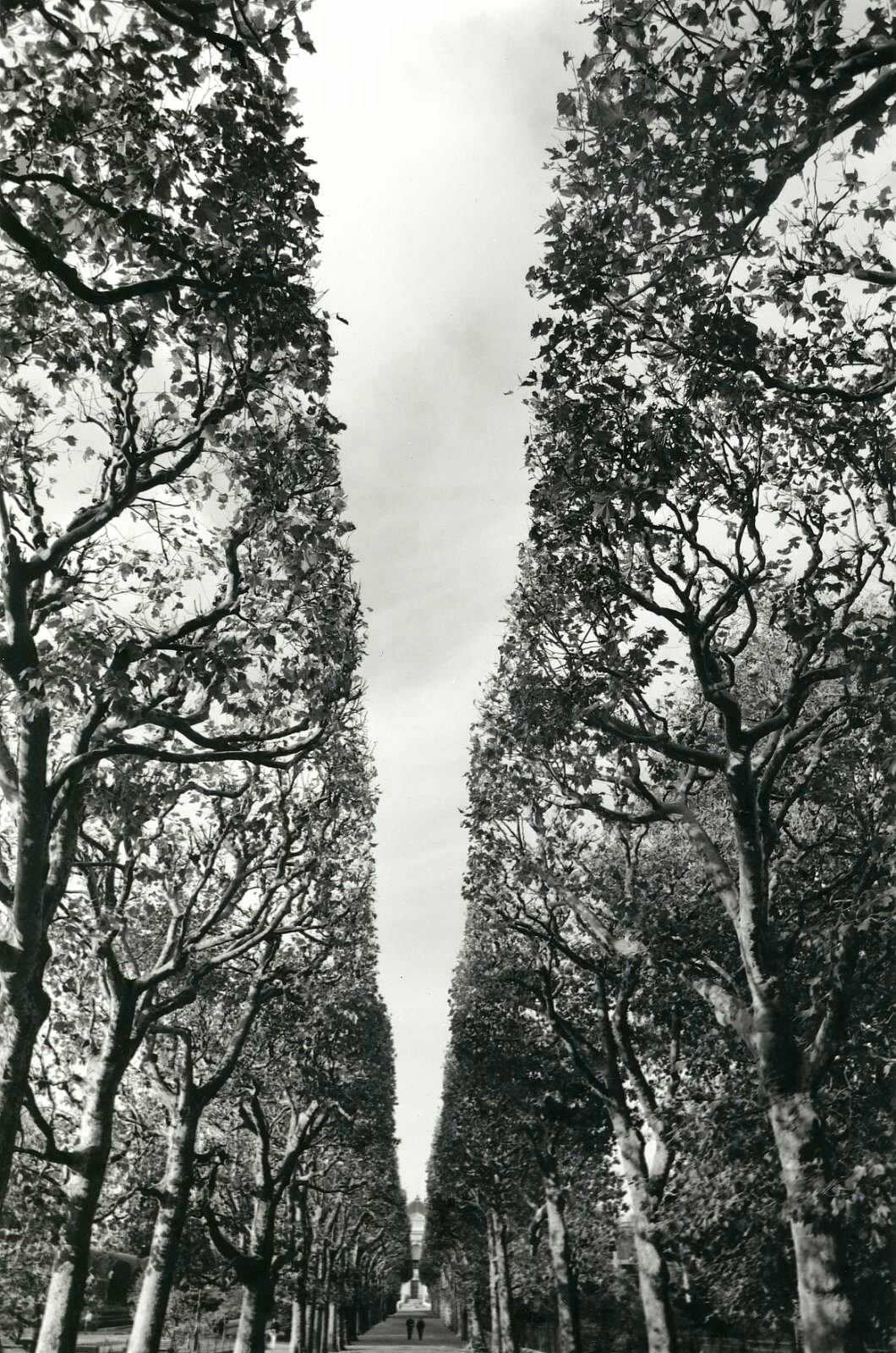 B&W photo of trees, perfectly framed, by Jeff Kraft