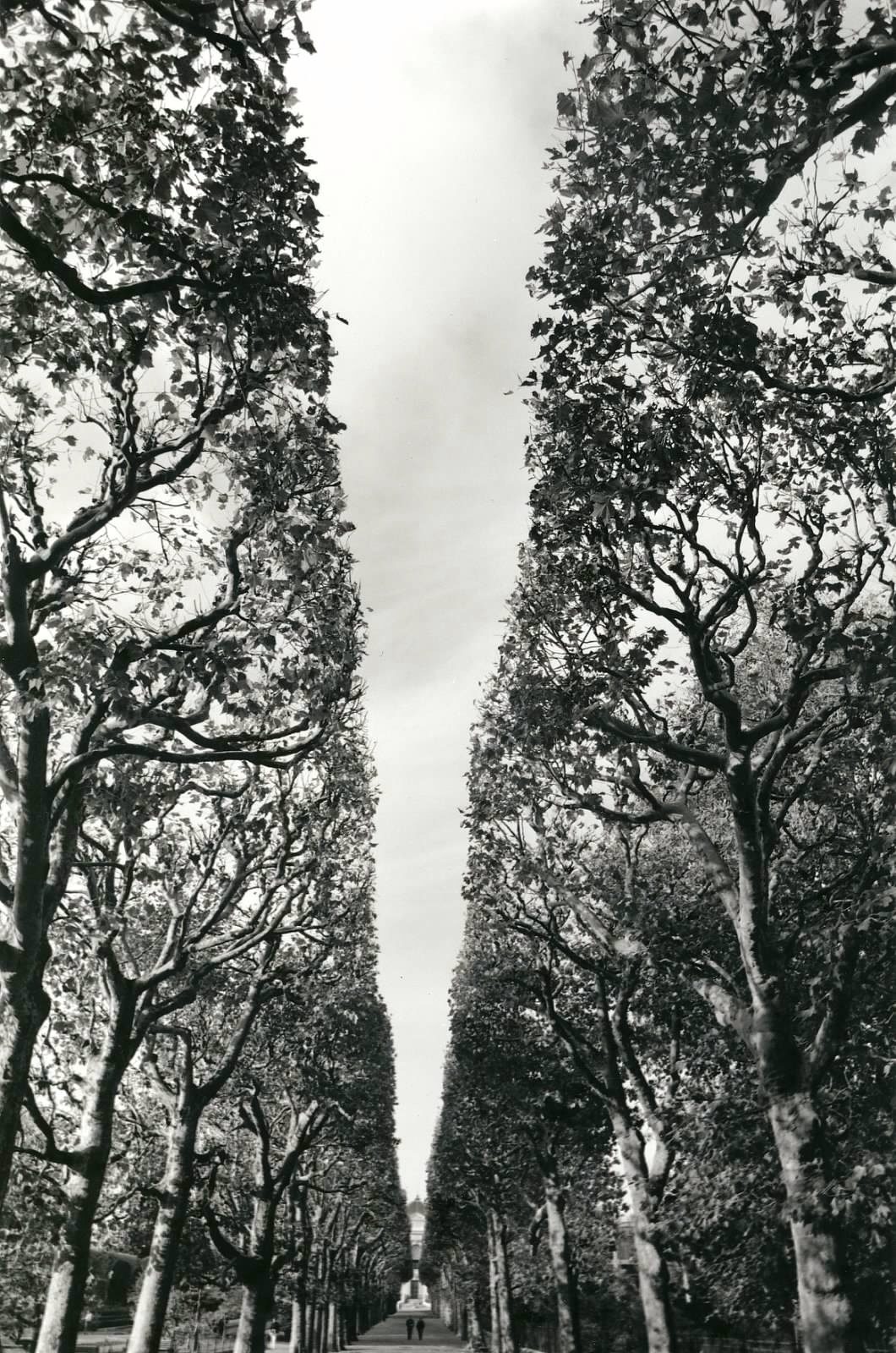 B&W photo of trees, perfectly framed, by Jeff Kraft